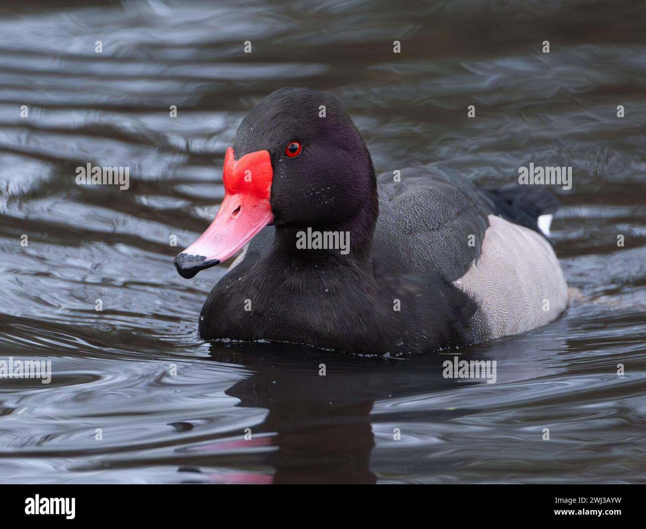 Pochard mit rosafarbenen Rechnungen Stockfoto