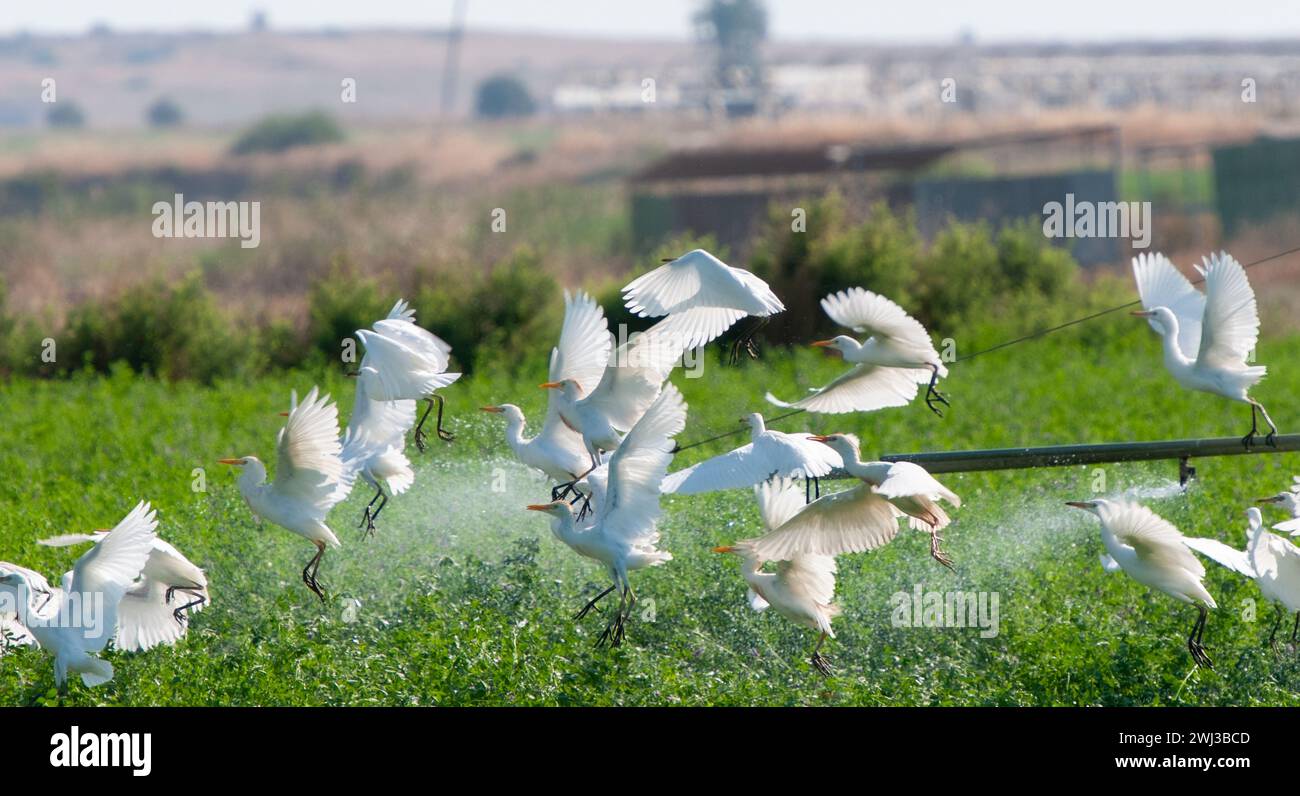 Rinderreiher ruhende und fliegende Vögel auf landwirtschaftlichem Feld während des Gießens Stockfoto