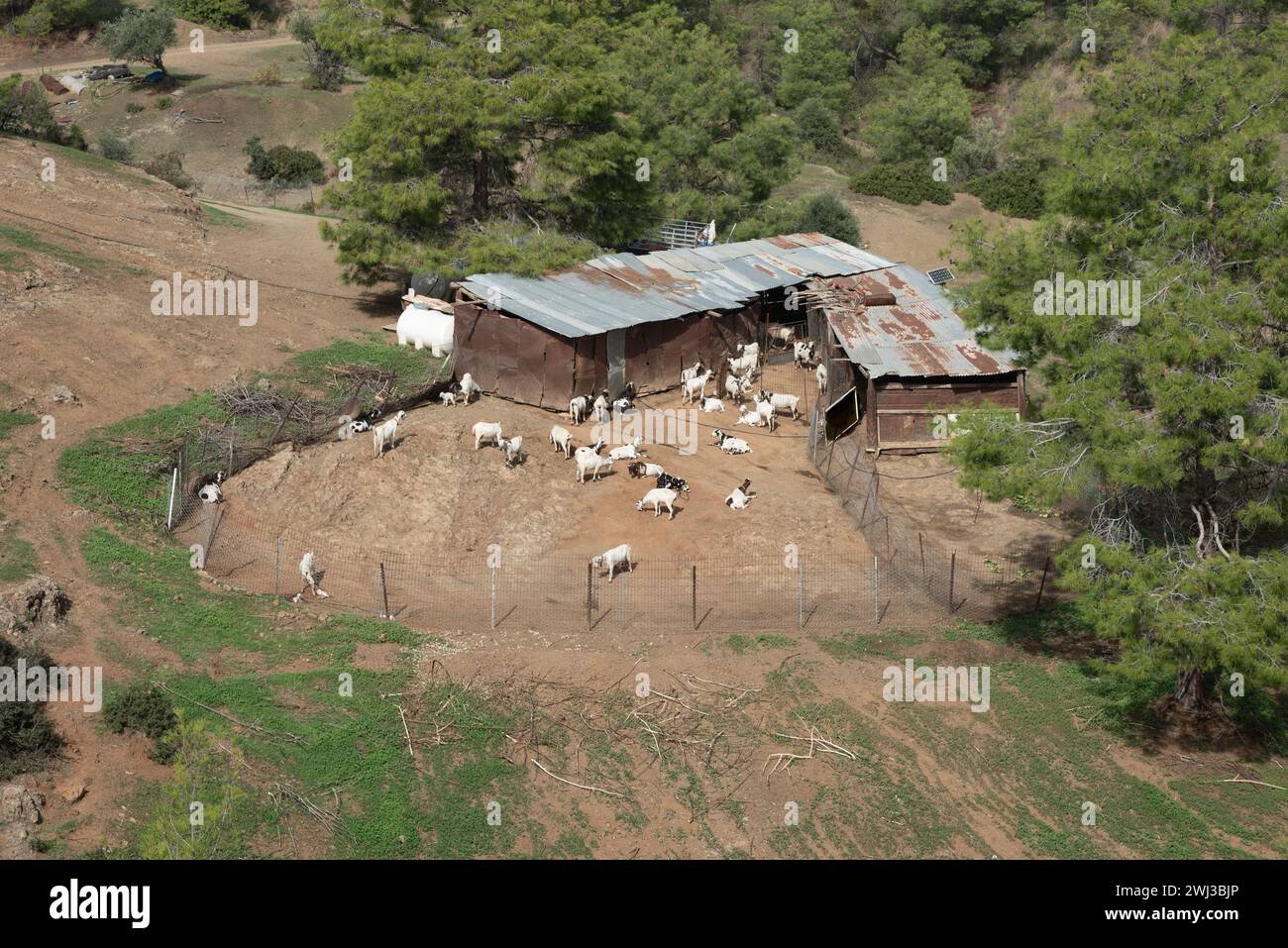 Traditionelle Ziegenfarm im Wald. Ziegen sind die wichtigste Quelle für Milch zur Herstellung von Milchprodukten Stockfoto