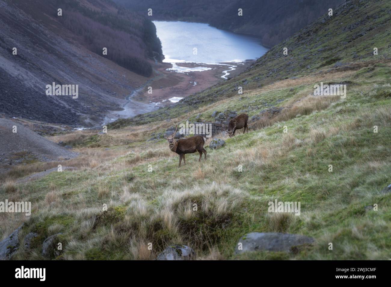 Sika Deer, Hirsch, wissenschaftlicher Name Cervus Nippon, Blick auf das Glendalough Highlands. Wandern in den wunderschönen Herbstbergen Wicklow Mountains, Irland Stockfoto