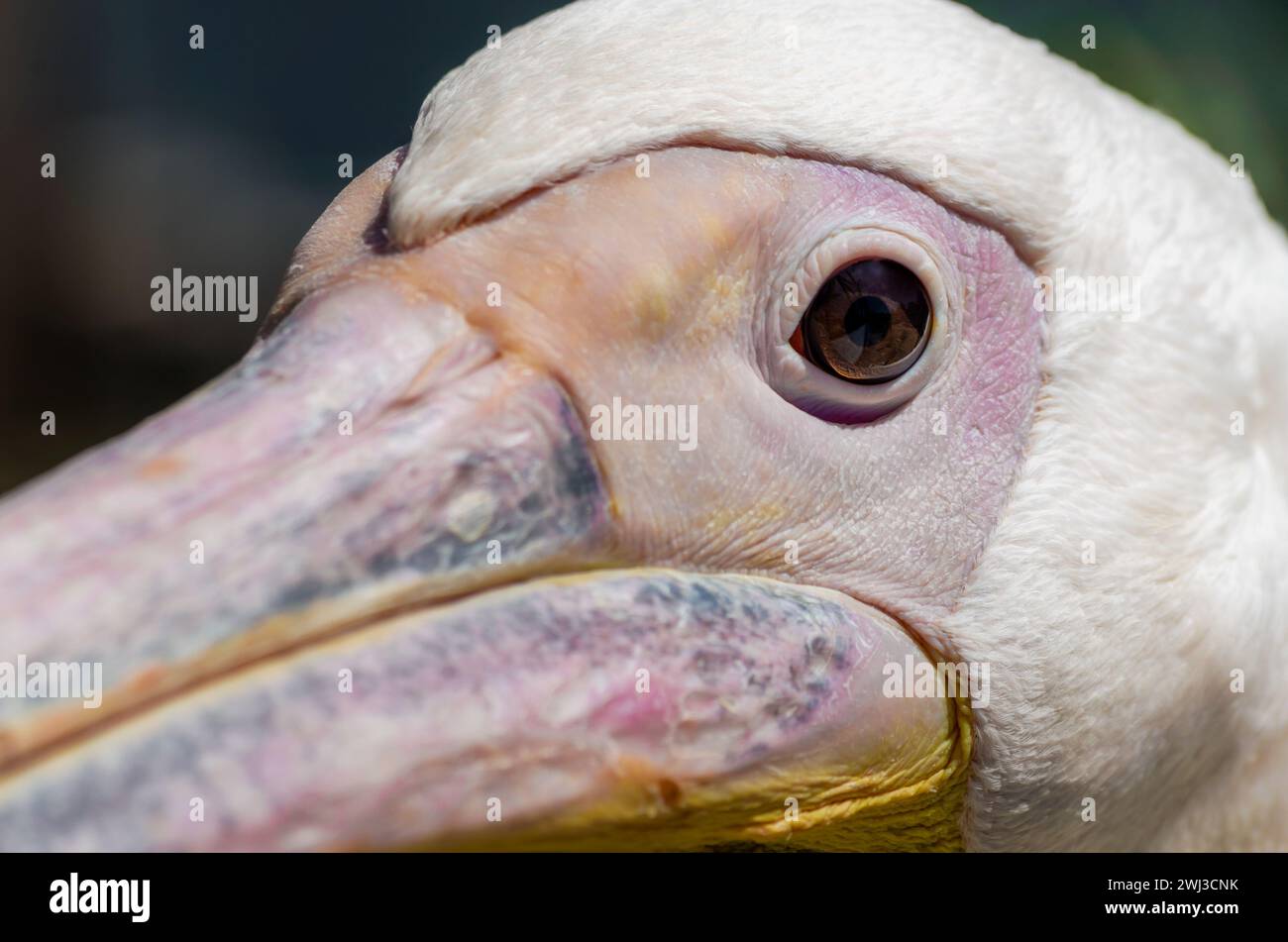 Kopf und Schnabel eines großen weißen Pelikans aus der Nähe Stockfoto