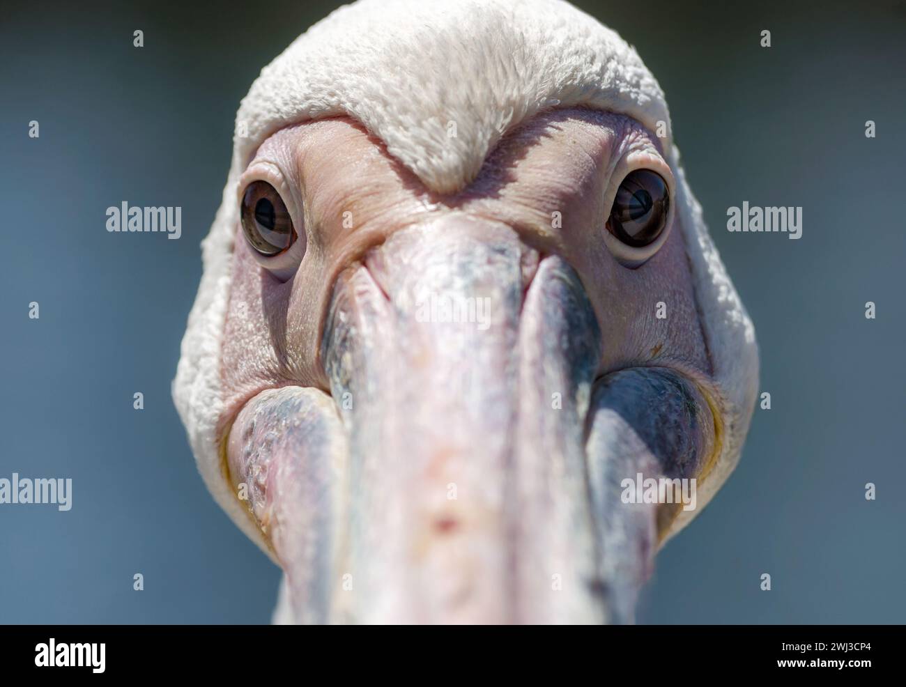 Porträt eines großen weißen Pelikans in Nahaufnahme Stockfoto