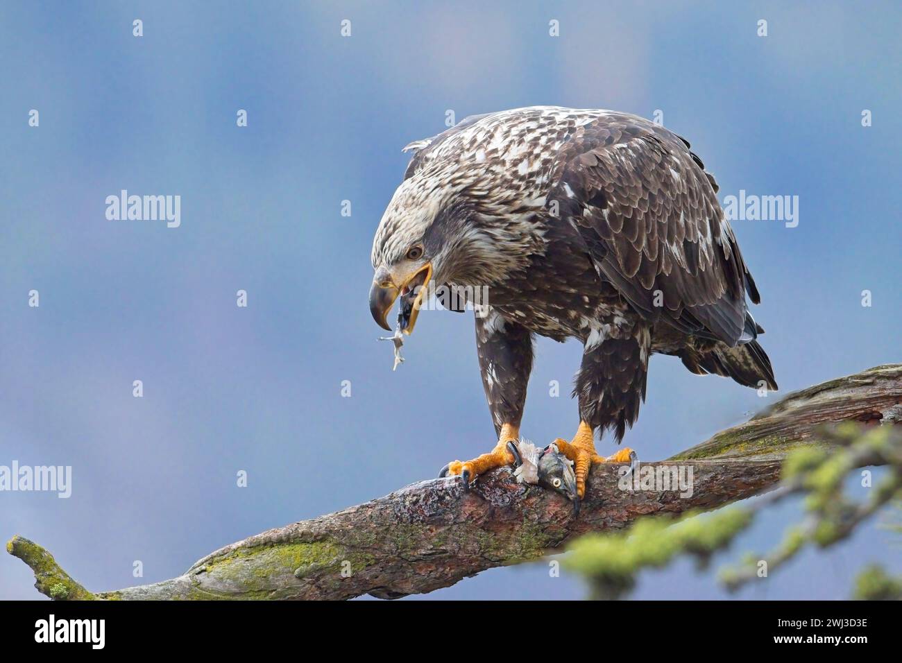 Jungadler isst Stücke von einem Fisch. Stockfoto