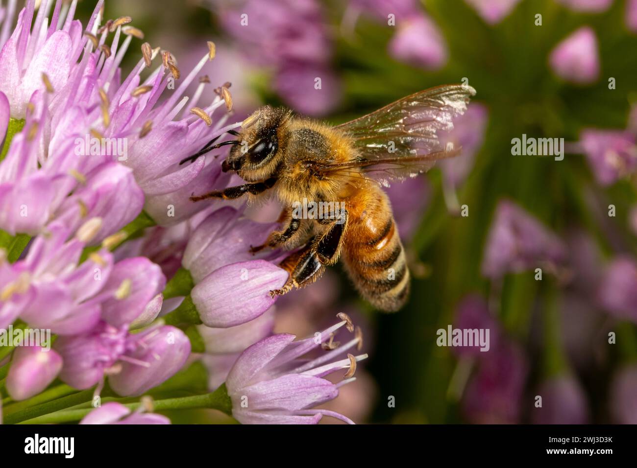 Honigbiene auf nickender Zwiebelblume. Insekten- und Naturschutz, Habitatschutz und Garten-Blumengarten-Konzept Stockfoto