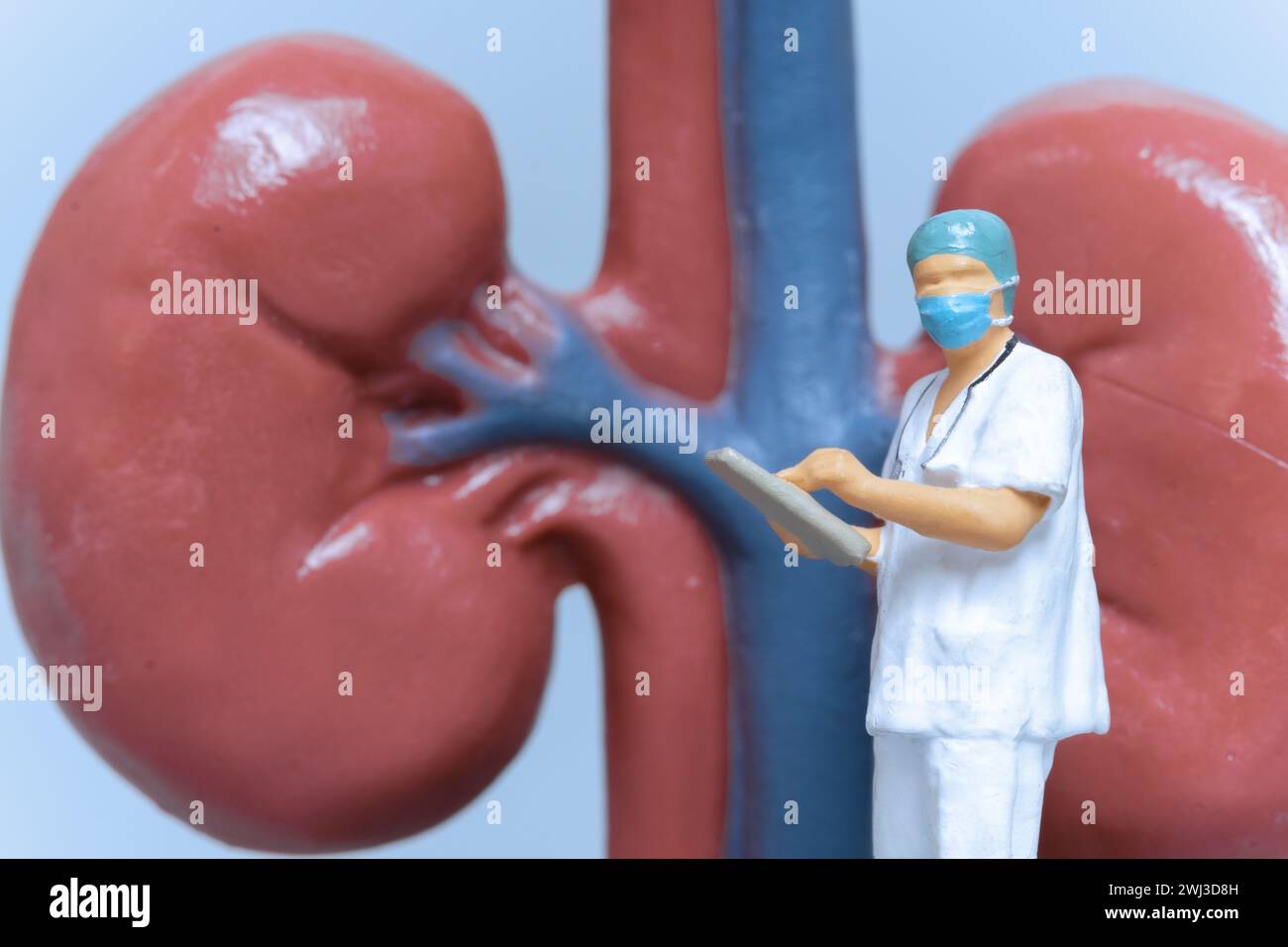 Miniaturmenschen Arzt zur Analyse der Nierengesundheit Stockfoto