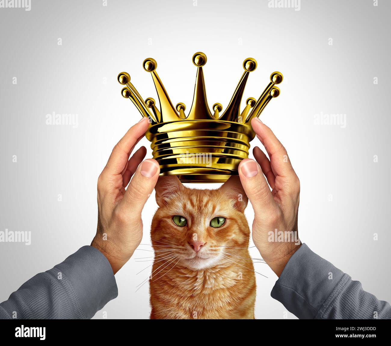 Beste Katze Award und Feline Krönung als Kätzenkrone als Person, die einem liebenswerten pelzigen Haustier ein goldenes oder goldenes Kopfstück schenkt oder verleiht Stockfoto