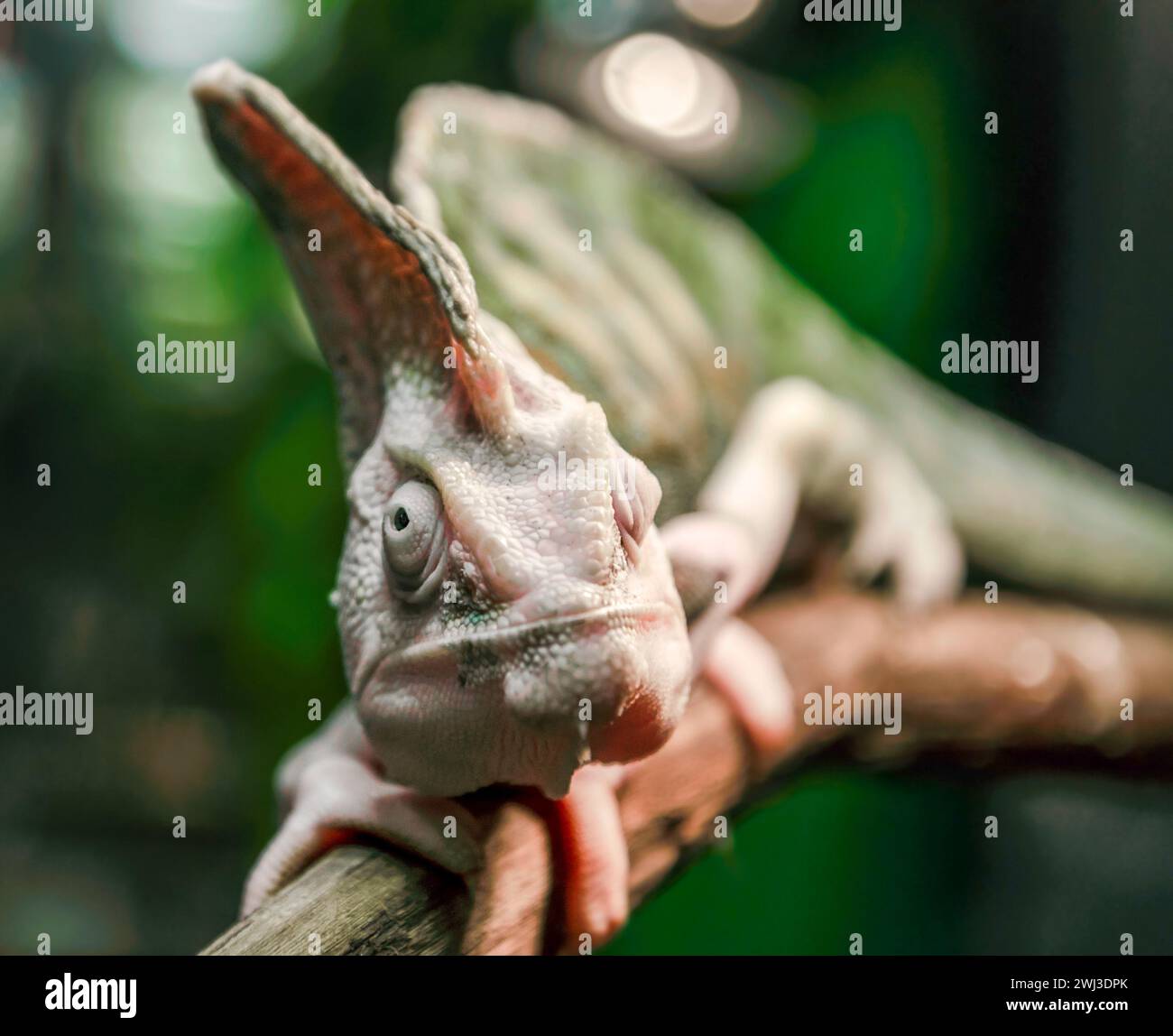 Grünes Chamäleon auf einem Ast Stockfoto