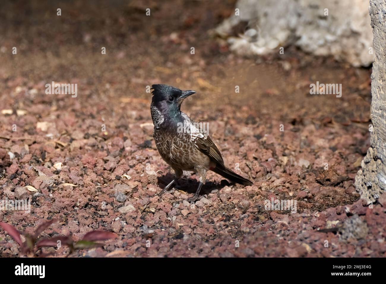 Rotbelüfteter Bulbul (Pycnonotus cafer) auf steinigem Boden auf Fuerteventura Stockfoto