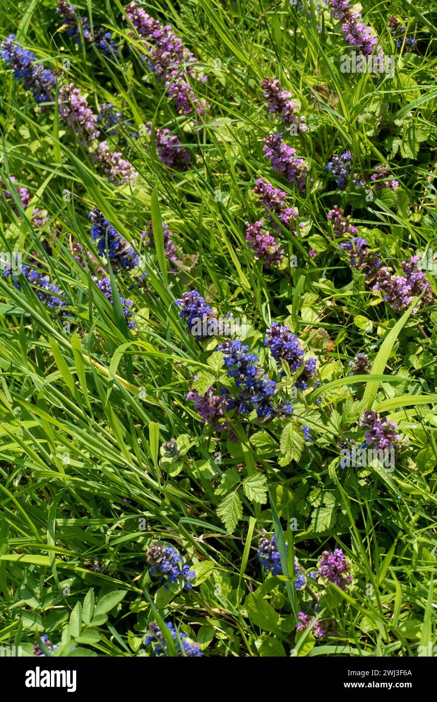 Kriechender Günsel mit blauen und violett farbenen Blüten auf einer Wiese Stockfoto