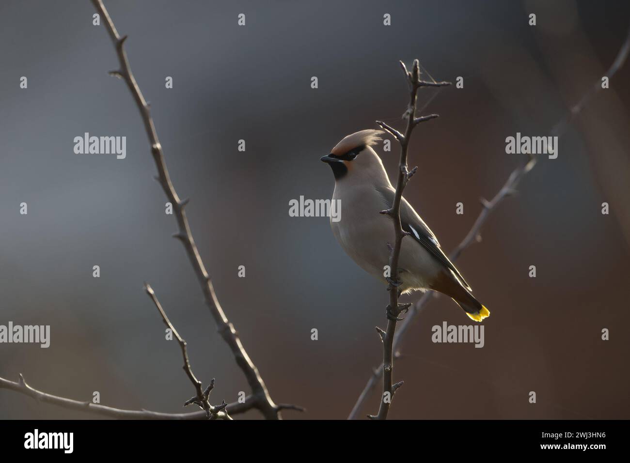 Ein böhmischer Wachsflügel in Milton Keynes. Stockfoto