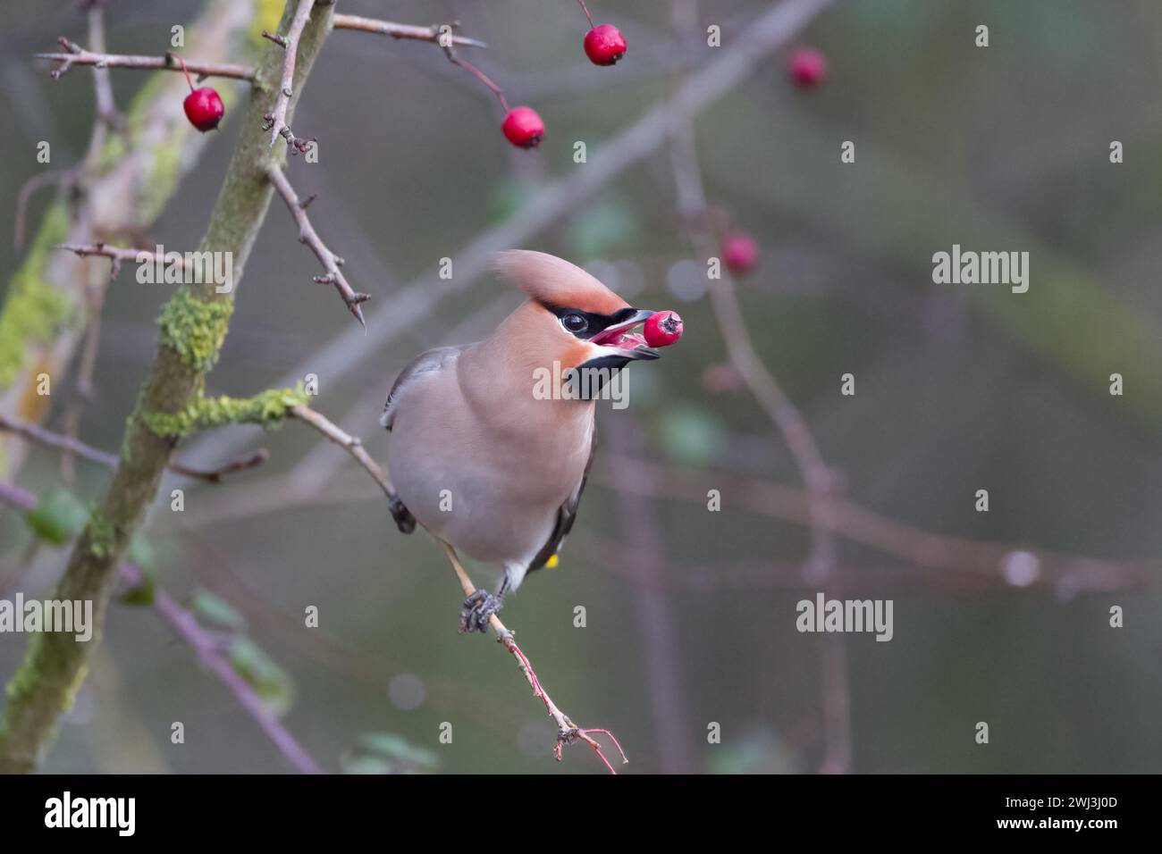 Ein böhmischer Wachsflügel in Milton Keynes. Stockfoto