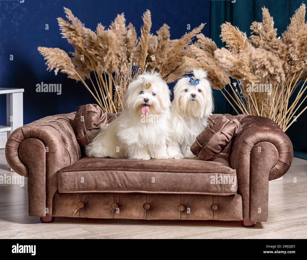 Zwei weiße Shih-Tzu-Hunde auf einem luxuriösen Sofa in einem Zimmer mit trockenen Pflanzen und blauen Wänden Stockfoto