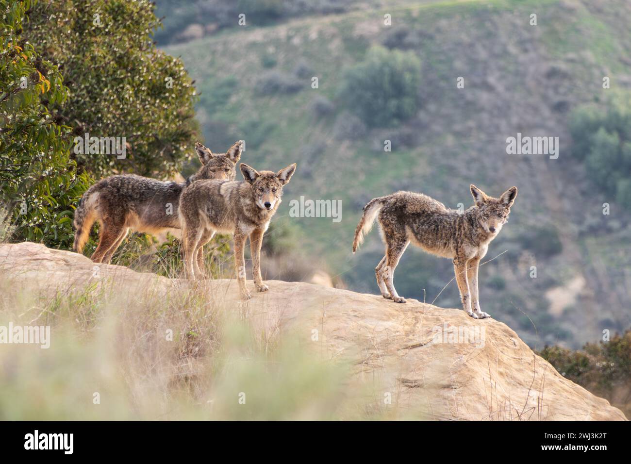 Wilde Kojoten mit Räude in der Nähe von Los Angeles in Chatsworth, Kalifornien. Stockfoto