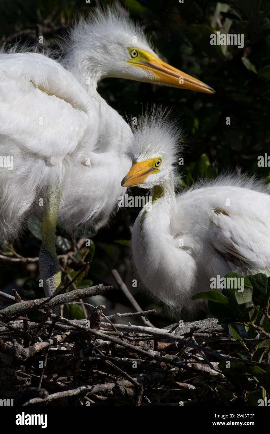 Zwei, wachsames Baby große Reiher sind wachsame wilde Babys in ihrem Zweignest in Florida, St. Augustine, Heiligtum für die Kolonialzeit; Stockfoto