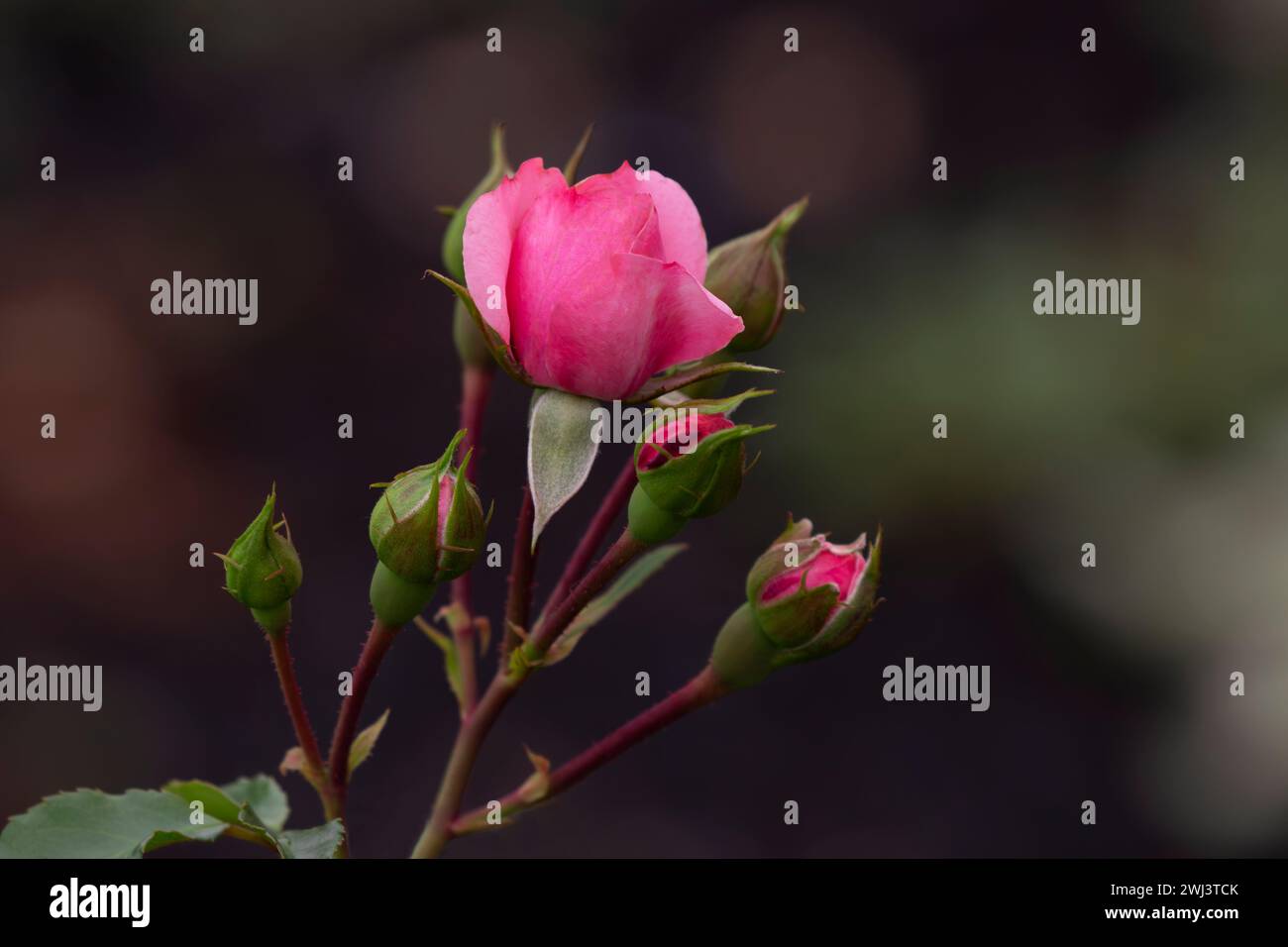 Der ausgewählte Fokus auf rosigen Blütenblättern auf voller Rosenblüte, umgeben von mehreren blühenden Blüten, erzeugt einen horizontalen floralen Hintergrund mit Kopierraum auf der rechten Seite Stockfoto