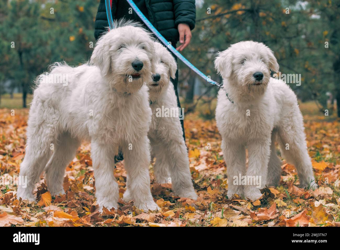 Drei weiße Hunde des Südrussischen Schäferhunds brüten im Herbst auf einem Spaziergang mit ihrem Wner im Park Stockfoto