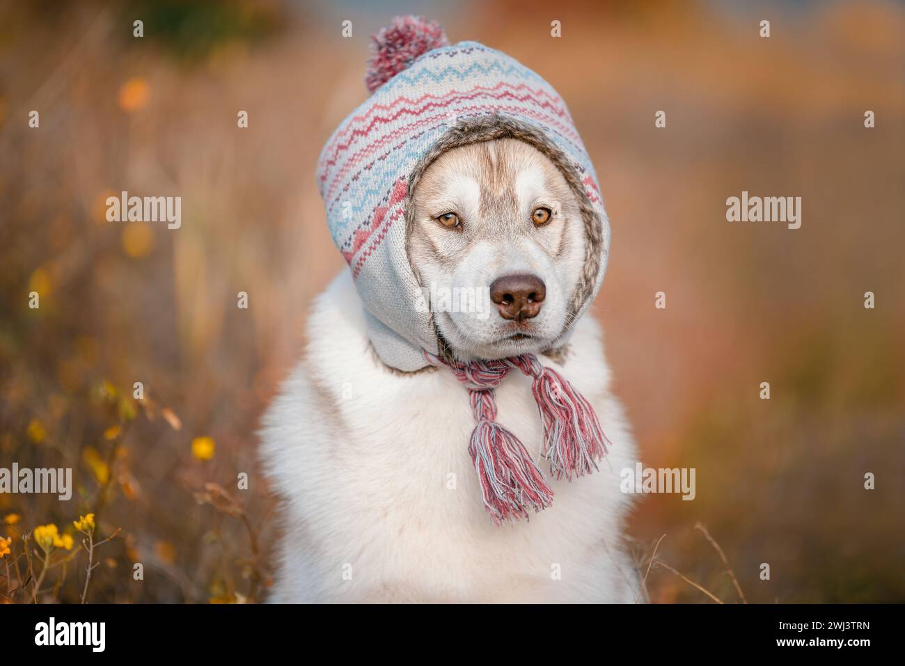 Sibirischer Husky mit warmem Hut in Herbstfarben Stockfoto
