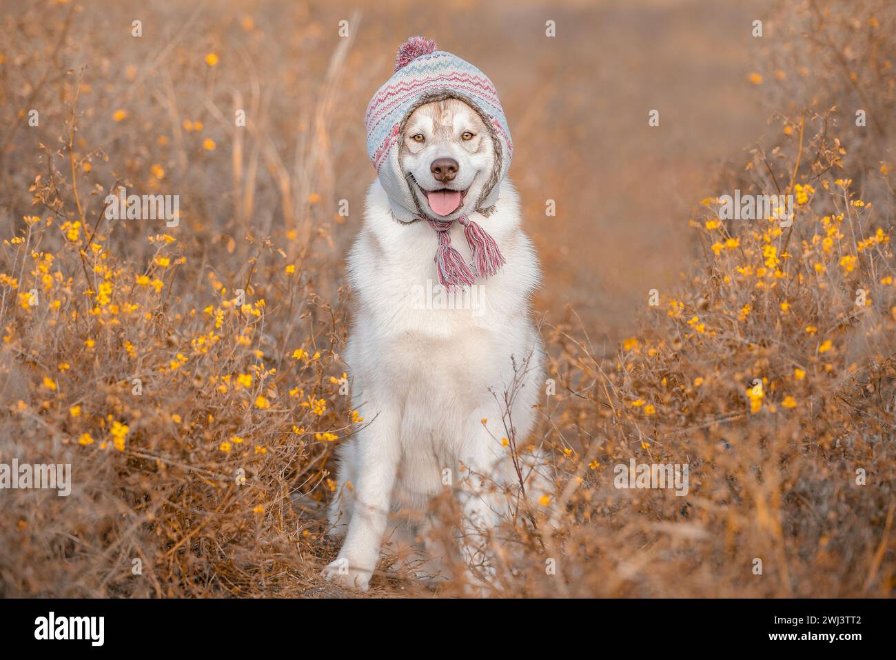Sibirischer Husky mit warmem Hut in Herbstfarben Stockfoto