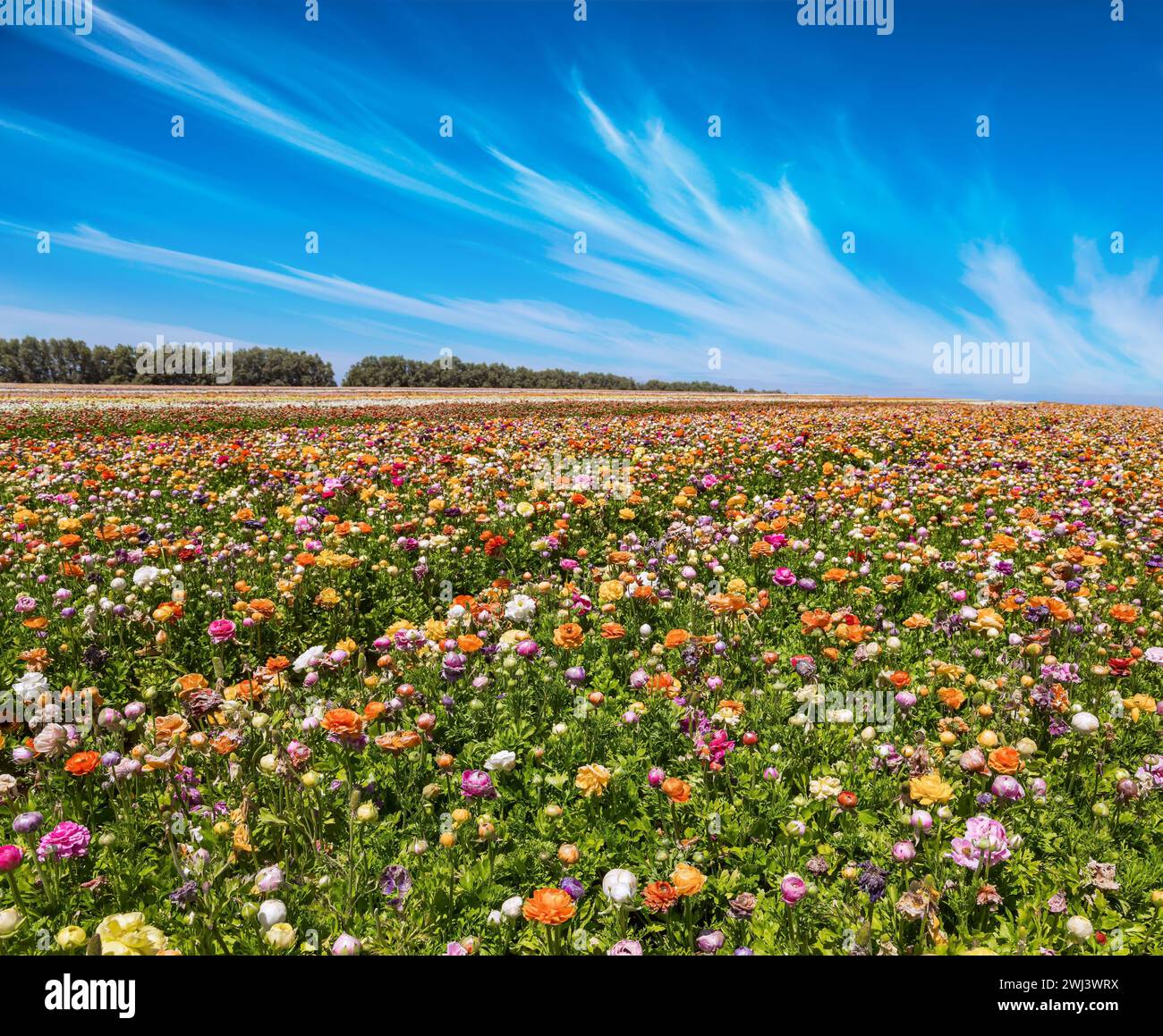 Im Süden Israels Stockfoto