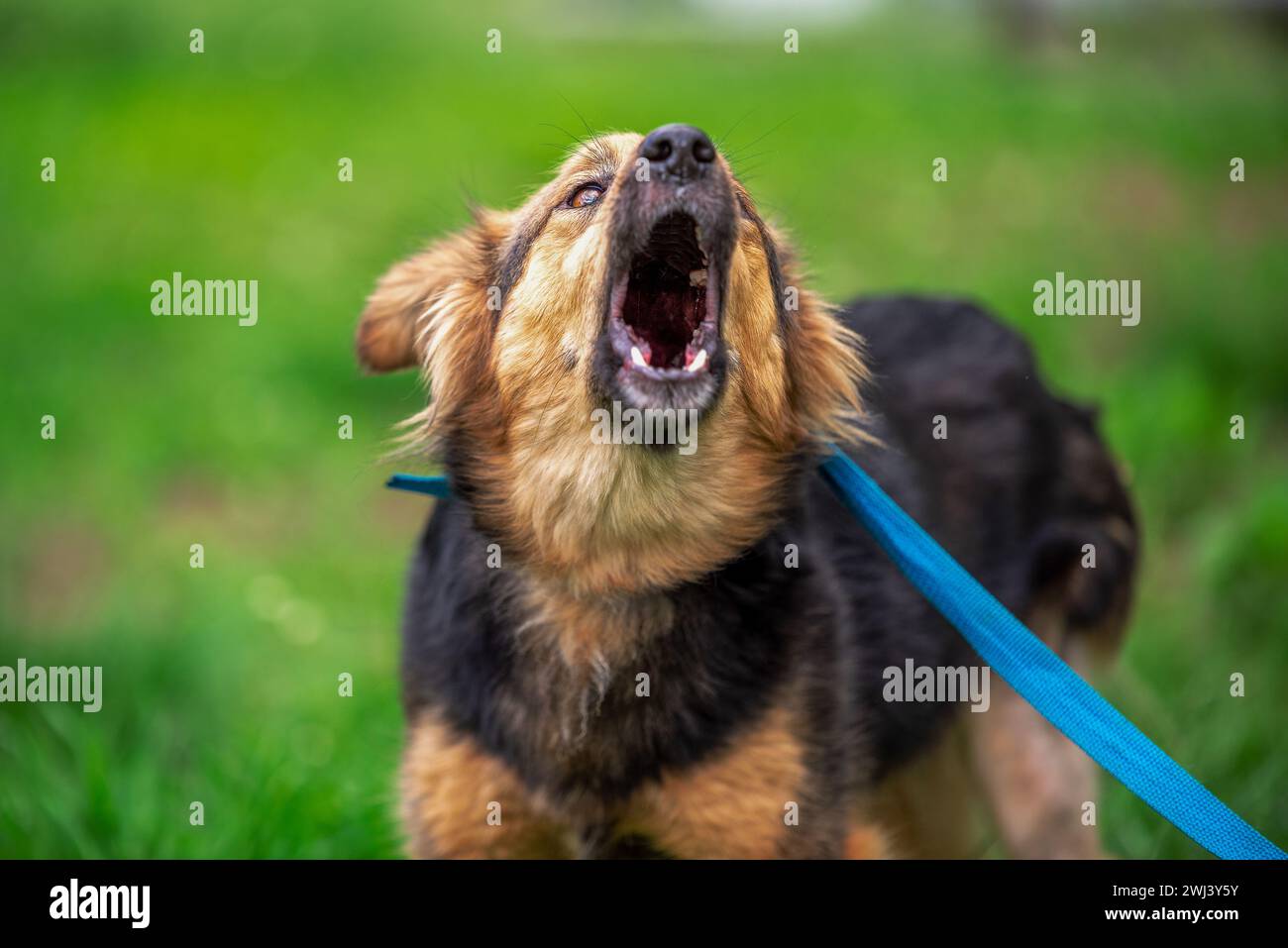 Bellender Mischlingshund an der blauen Leine auf einem grünen Rasen im Sommer Stockfoto