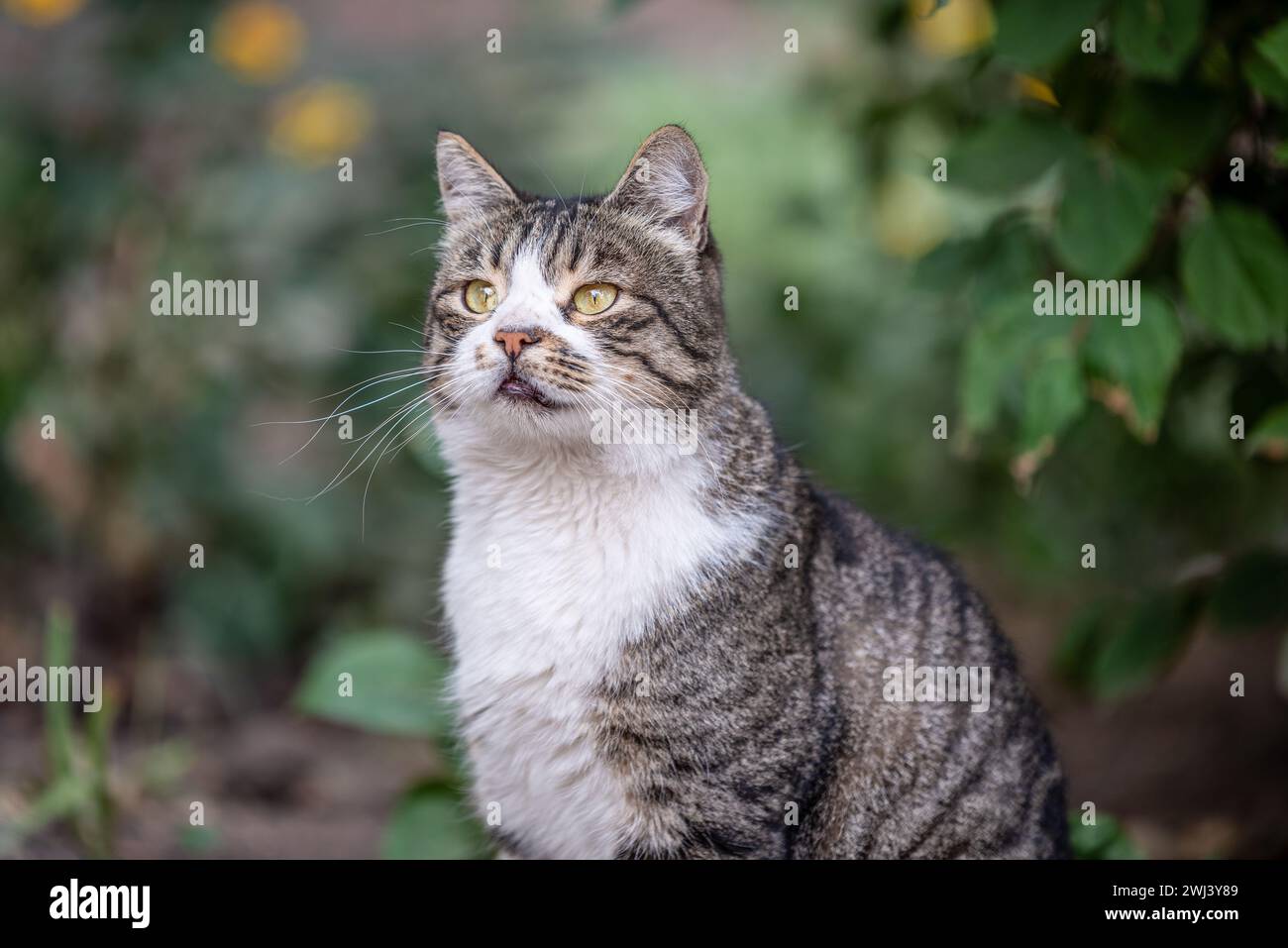 Bastard-Katze in einem grünen Blumenbeet Stockfoto