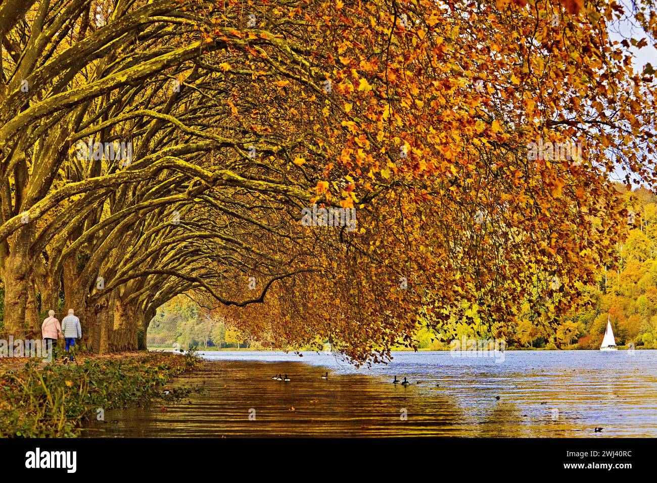 Bunter Platanen-Tunnel im Herbst über dem Baldeney-See, Essen, Ruhrgebiet, Deutschland, Europa Stockfoto