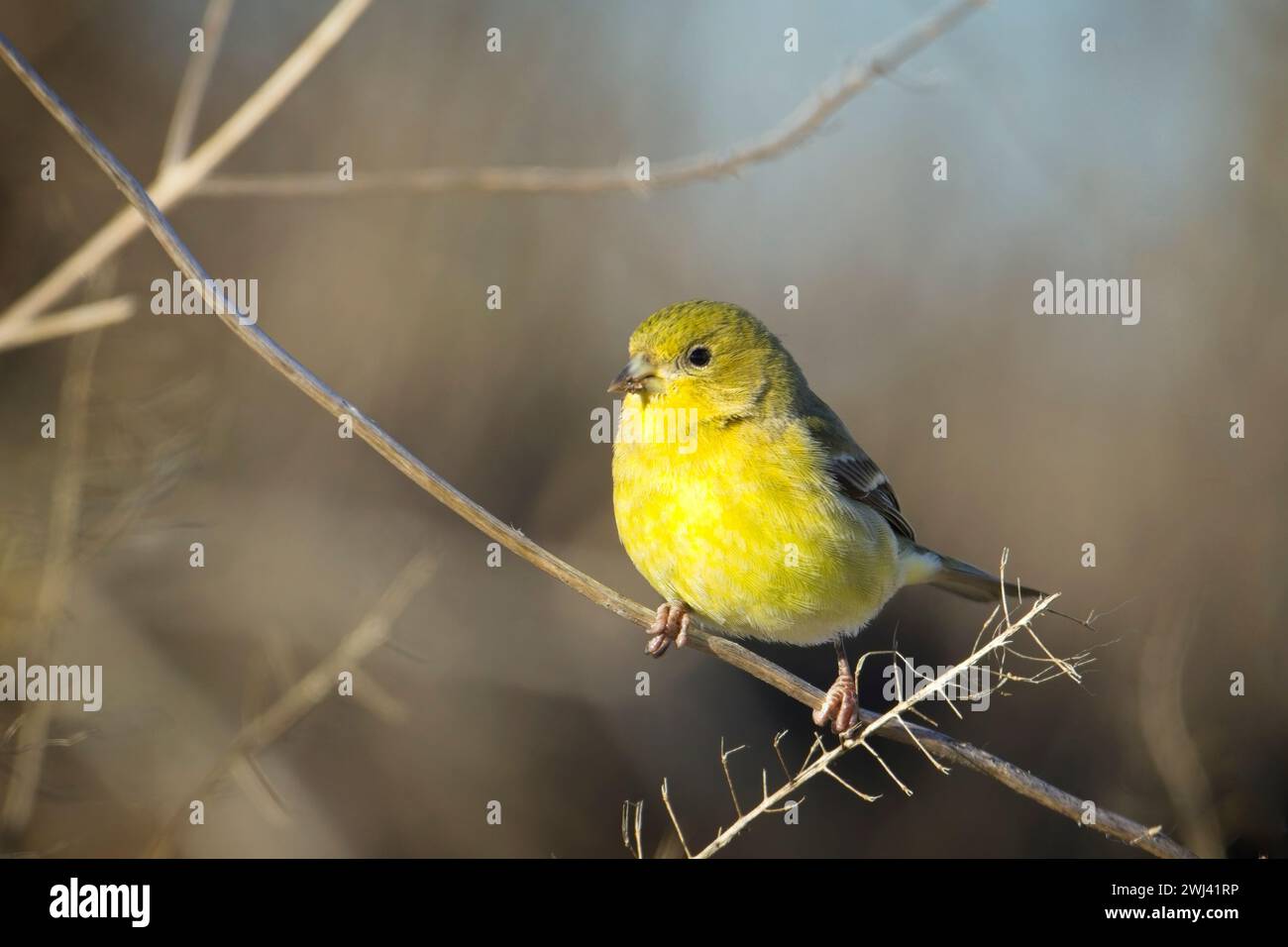 Kleiner Goldfink auf einem Ast. Stockfoto