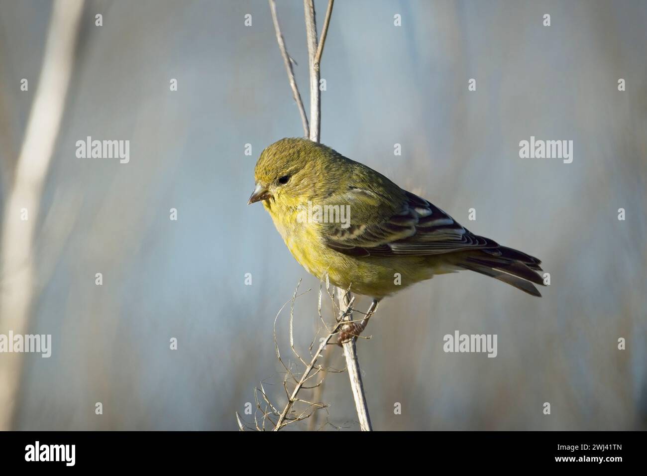 Nahaufnahme von hochgezogenem Goldfink. Stockfoto