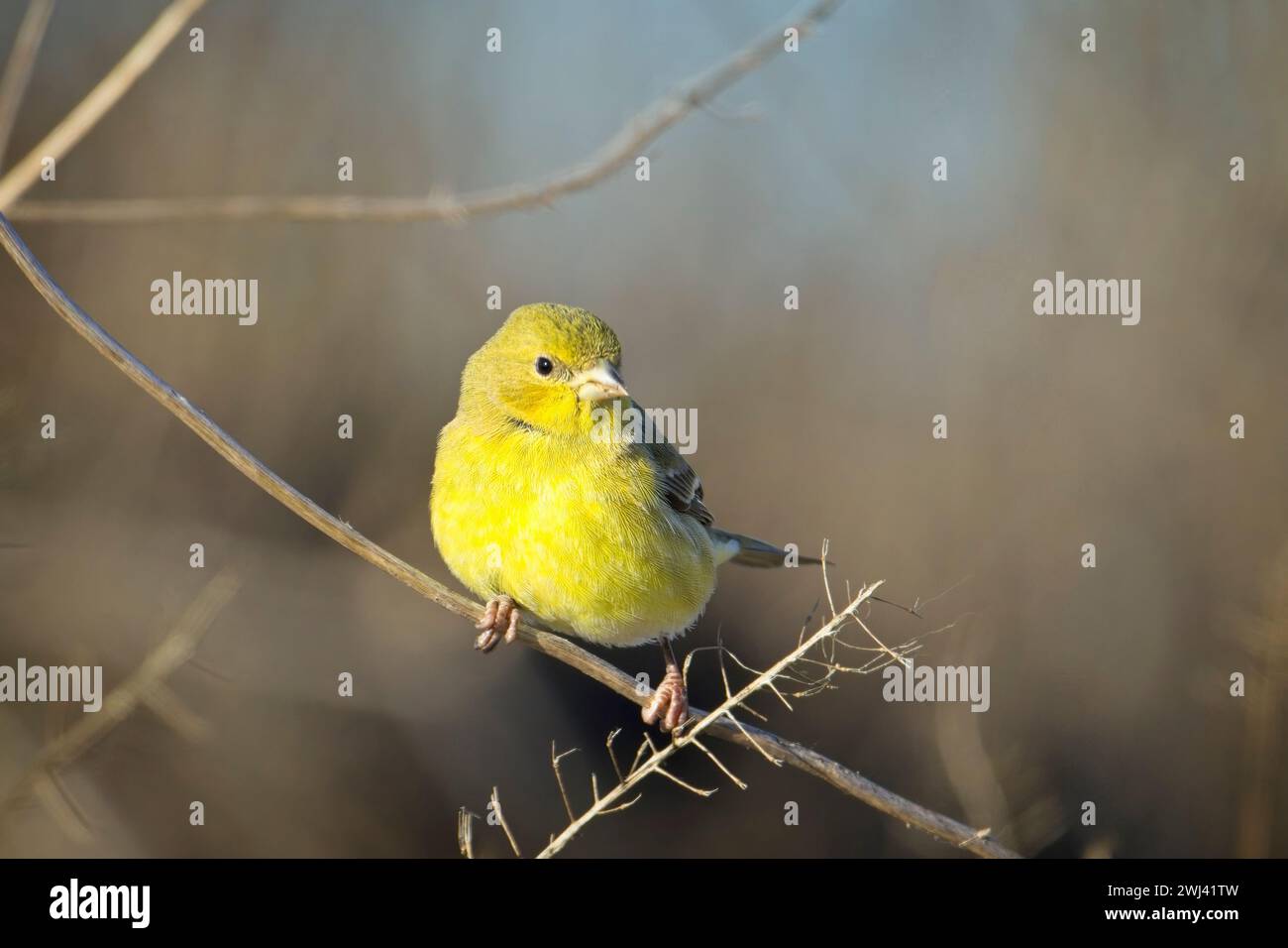 Warmer Goldfink, der sich umsieht. Stockfoto