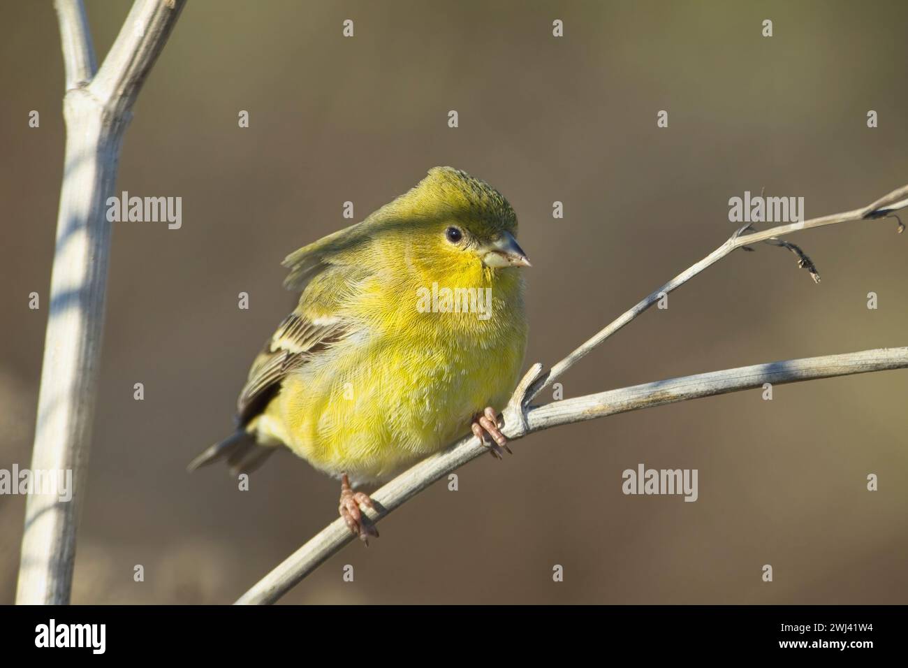 Amerikanischer Goldfink auf einem Zweig. Stockfoto