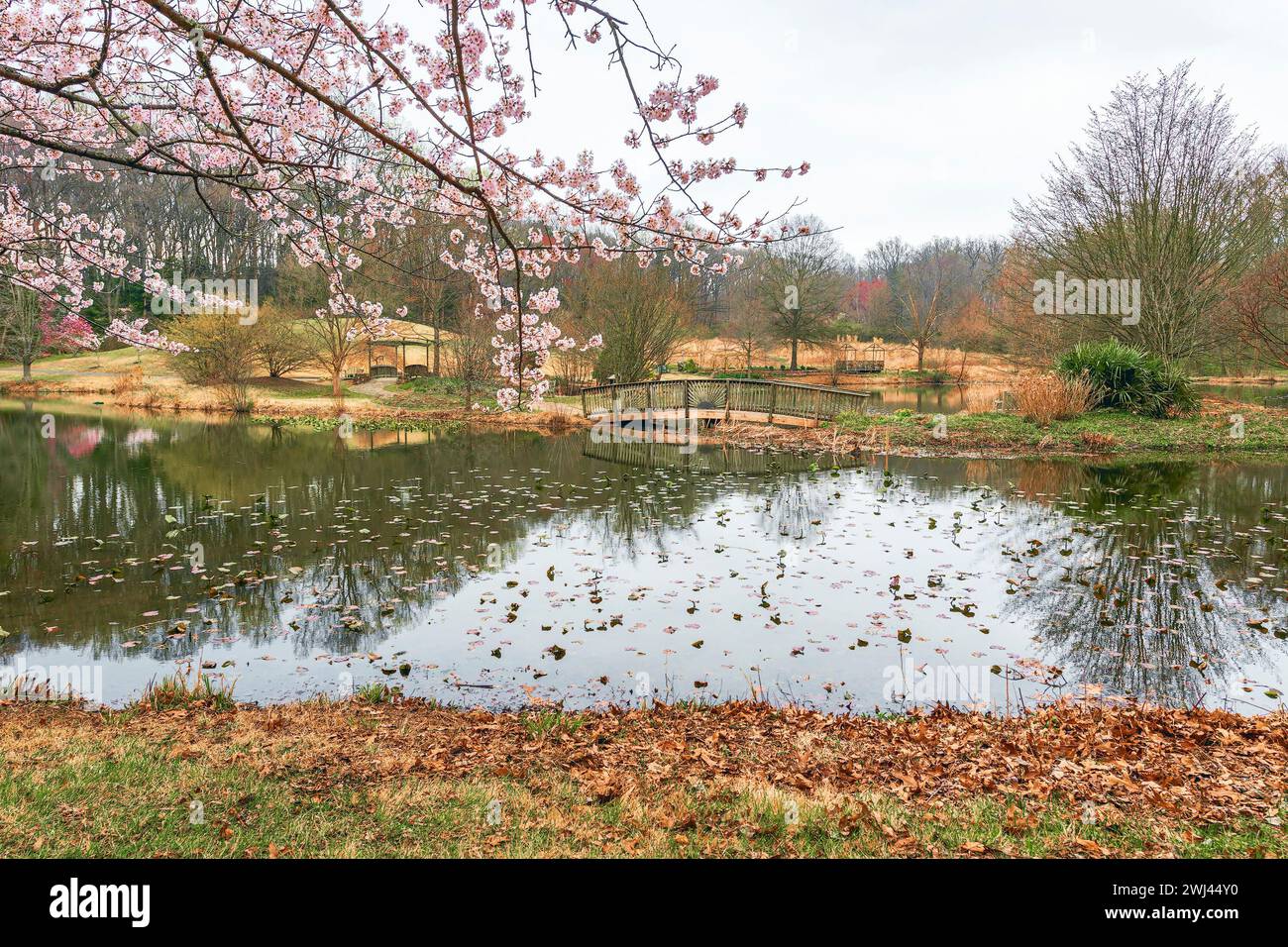 Wien, Virginia, USA - 07.31.2018 - Kirschblüte im Botanischen Garten Meadowlark. Holzbrücke über den Teich Stockfoto