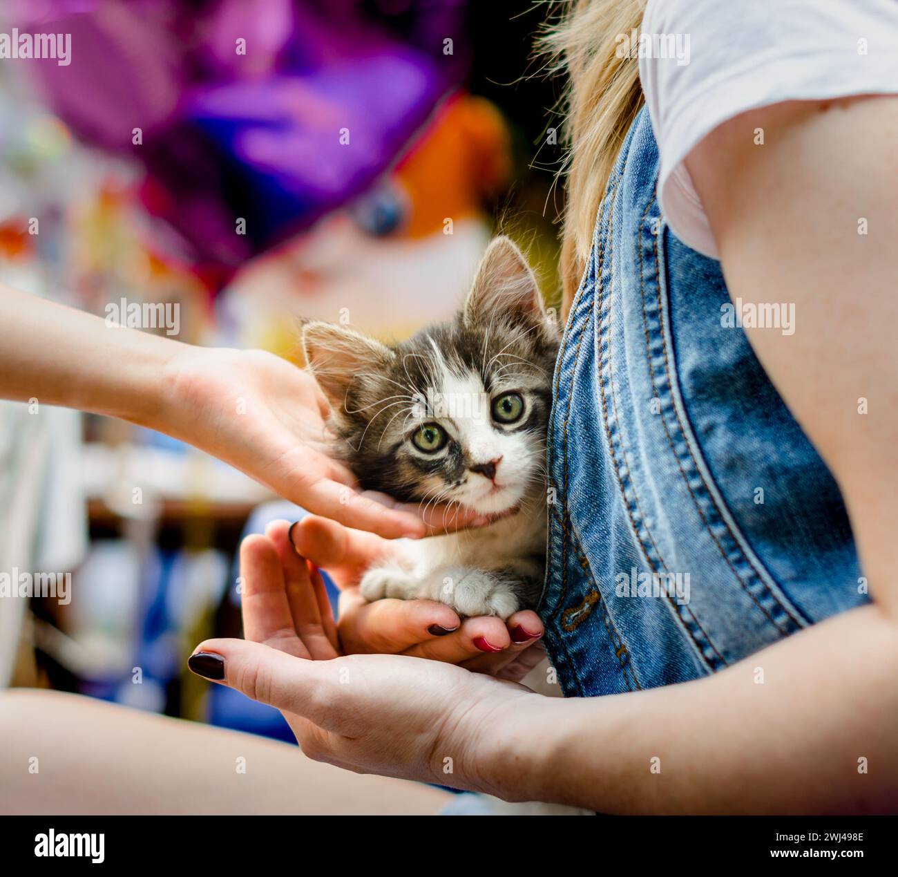 Die Kinderhand streichelt ein kleines Tabby-Kätzchen sitzend Stockfoto