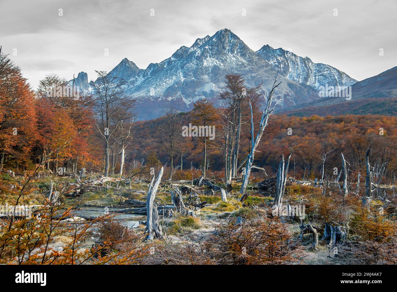 Trockene Waldlandschaft, feuerland, argentinien Stockfoto