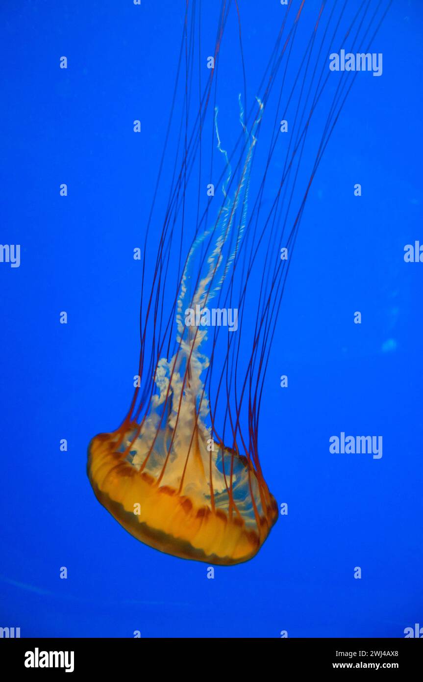 Quallen, Oregon Coast Aquarium, Newport, Oregon Stockfoto