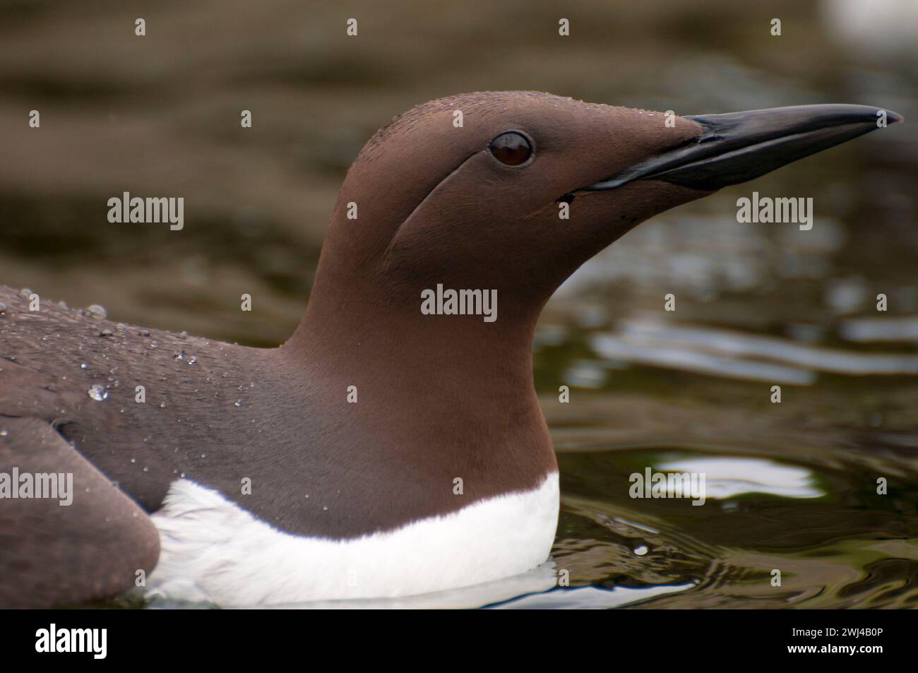 Common Murre (Uria Aalge), Oregon Coast Aquarium, Newport, Oregon Stockfoto