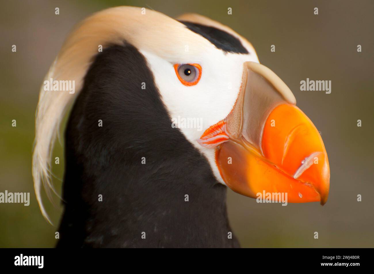 Getuftete Papageientaucher (Fratercula Cirrhata), Oregon Coast Aquarium, Newport, Oregon Stockfoto