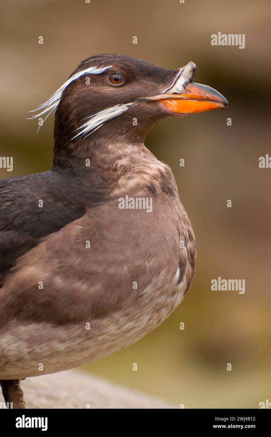 Rhinoceras auklet (Cerorhinca monocerata), Oregon Coast Aquarium, Newport, Oregon Stockfoto