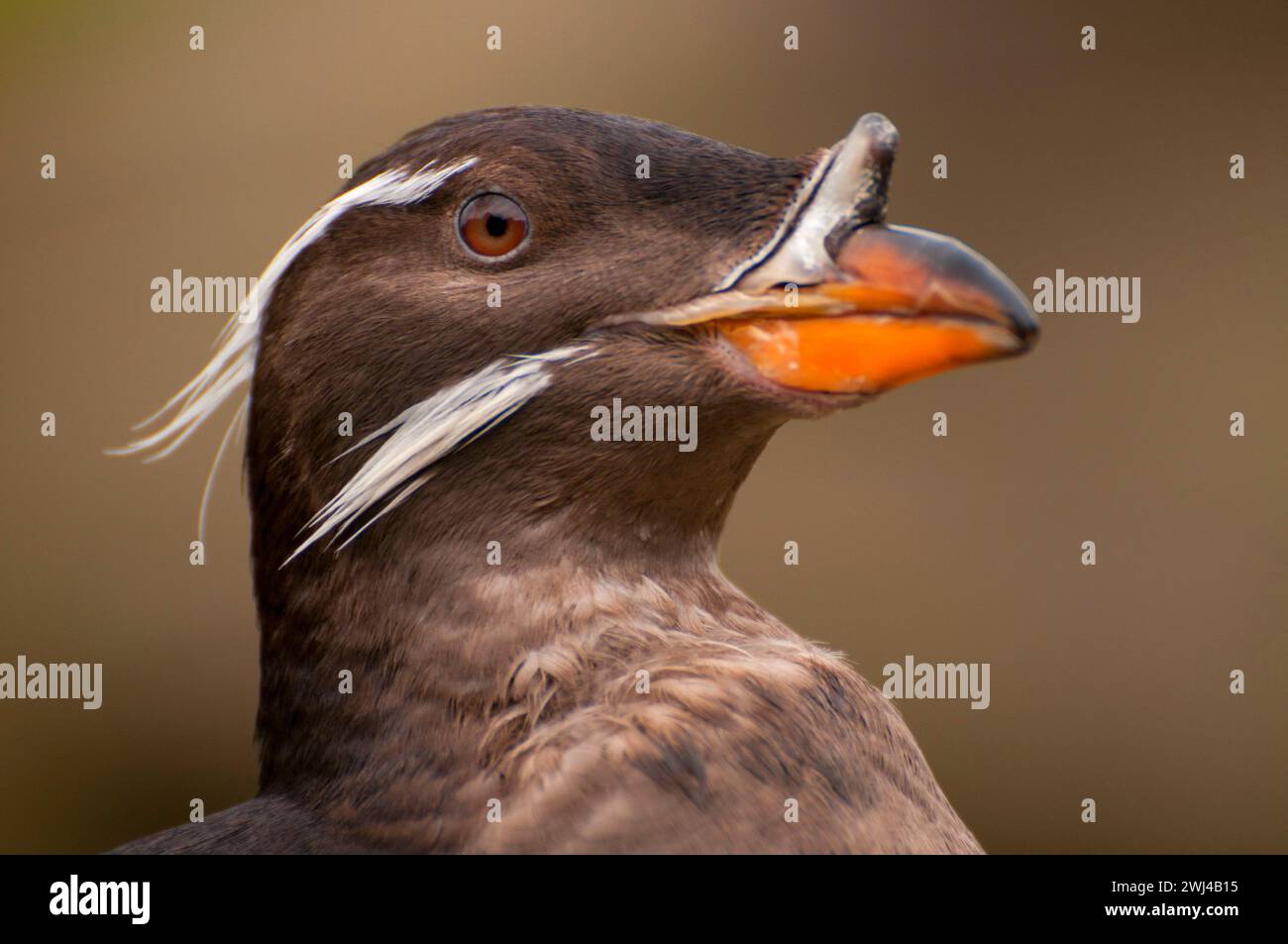 Rhinoceras auklet (Cerorhinca monocerata), Oregon Coast Aquarium, Newport, Oregon Stockfoto