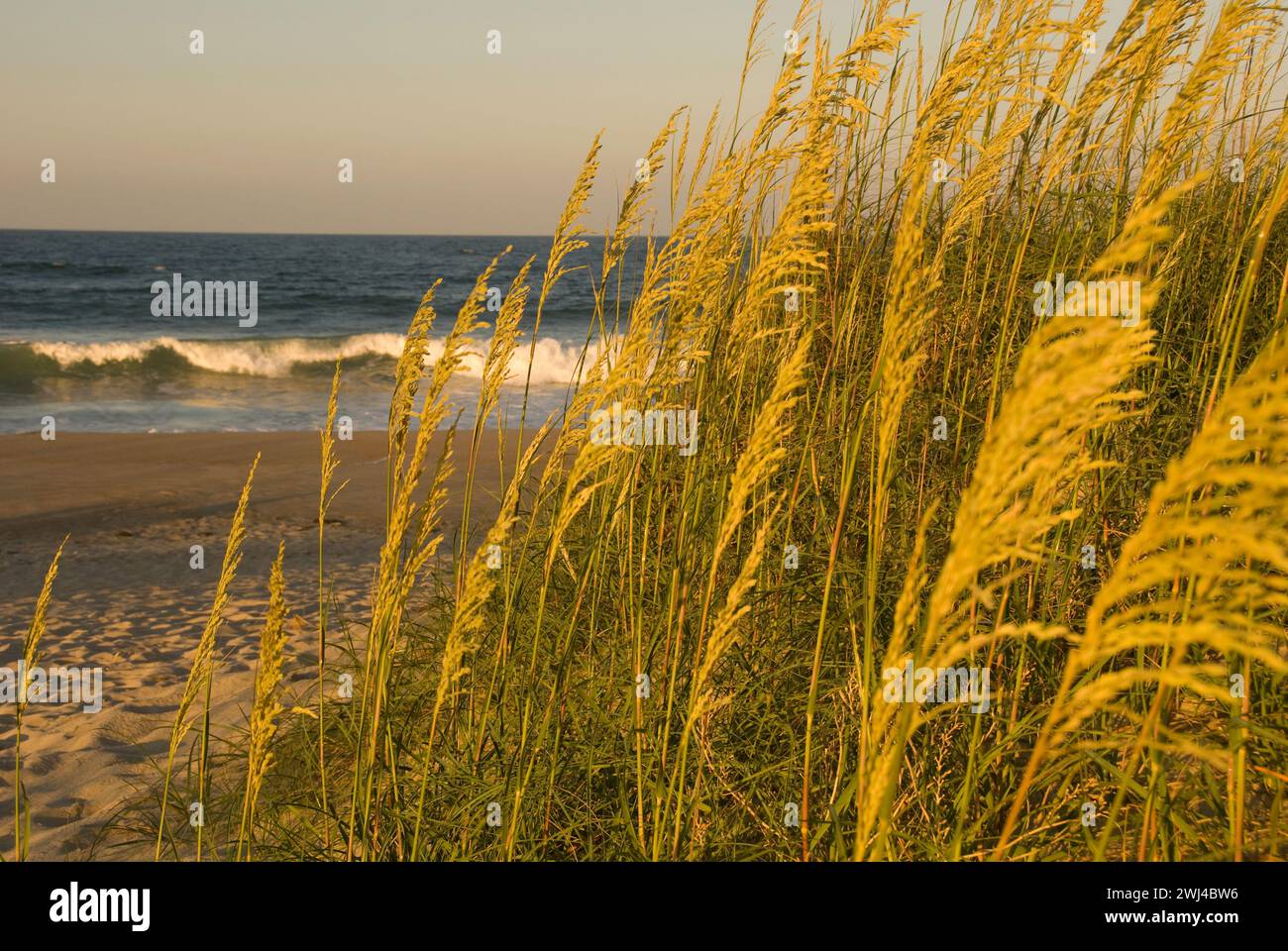 Hafer und Gräser wachsen auf den Sanddünen der Outer Banks Küste von North Carolina Stockfoto