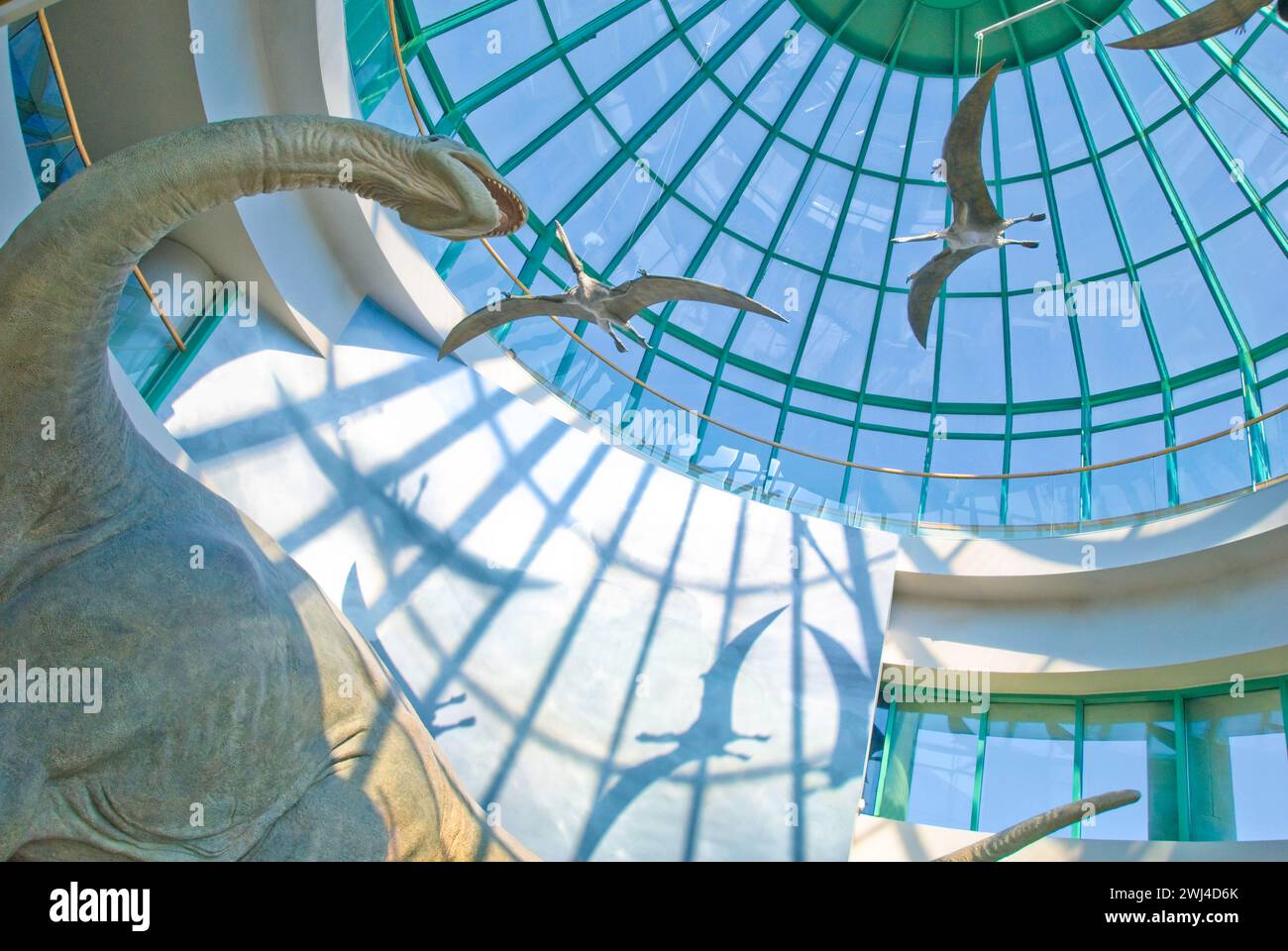 Die Glaskuppel des North Carolina Museum of Natural Sciences beherbergt die Ausstellung „Terror of the South“ und zeigt einen gigantischen Pleurocoelus Stockfoto