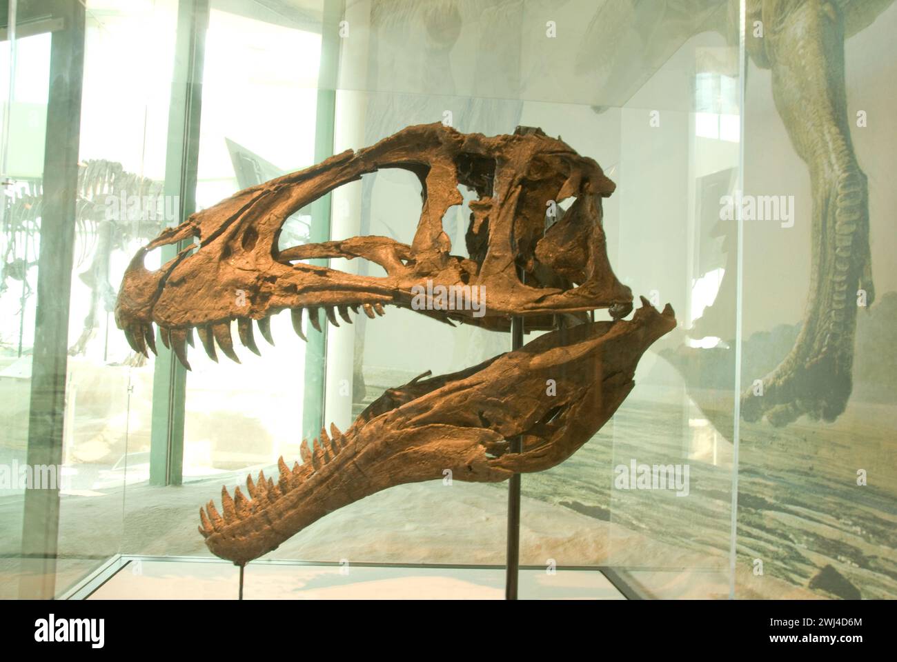 Die Glaskuppel des North Carolina Museum of Natural Sciences beherbergt die Ausstellung „Terror of the South“ und zeigt einen Acrocanthosaurus-Schädel Stockfoto