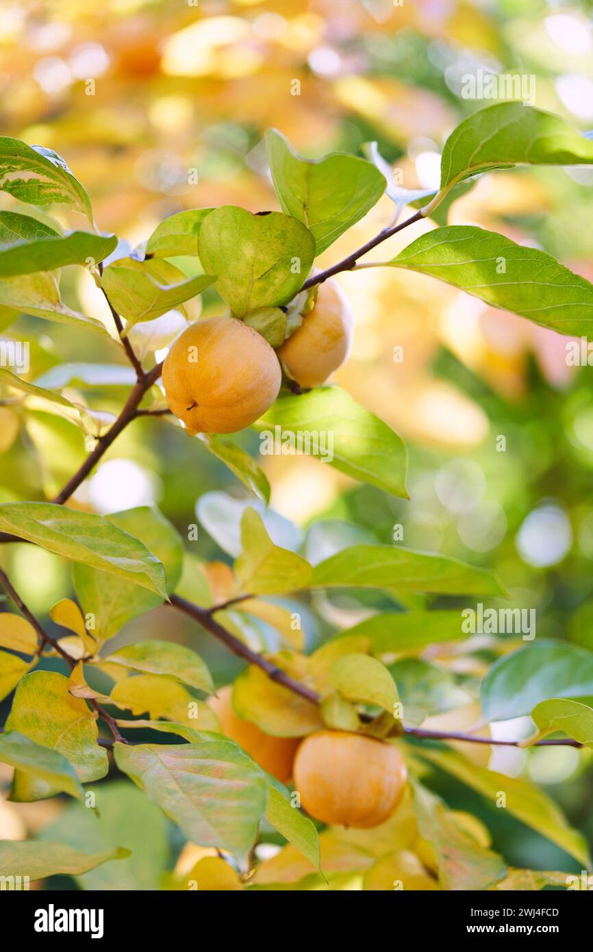 Saftiges Persimmon wächst auf gelblichen Ästen im Obstgarten Stockfoto