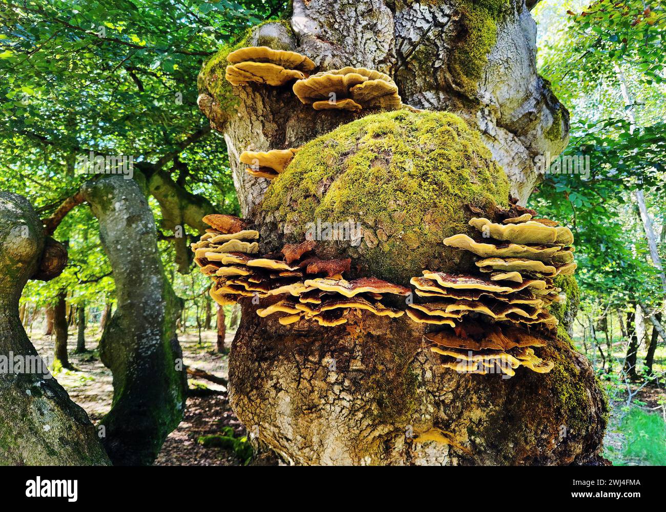 Hutewald Halloh, Bad Wildungen, Bezirk Waldeck-Frankenberg, Hessen, Deutschland, Europa Stockfoto