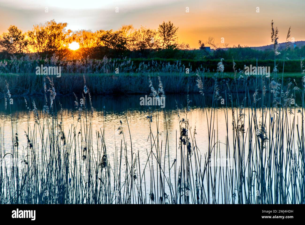 Sonnenuntergang über einem See mit Schilf und Bäumen im Vordergrund Stockfoto