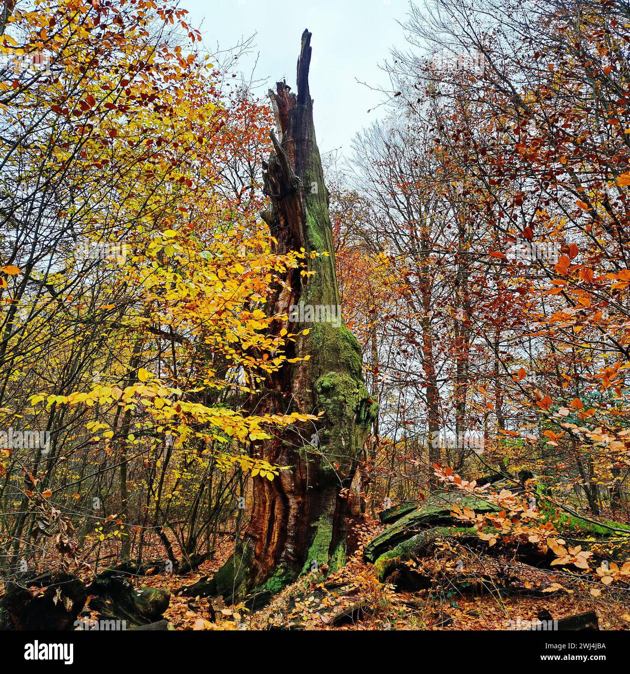 Sababurger Dschungel im Herbst, Naturschutzgebiet Reinhardswald, Hessen, Deutschland, Europa Stockfoto
