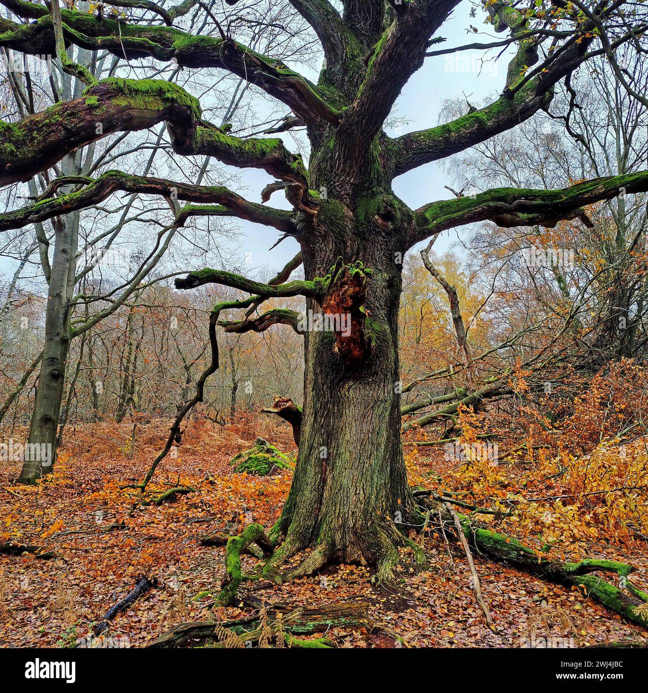 Sababurger Dschungel im Herbst, Naturschutzgebiet Reinhardswald, Hessen, Deutschland, Europa Stockfoto