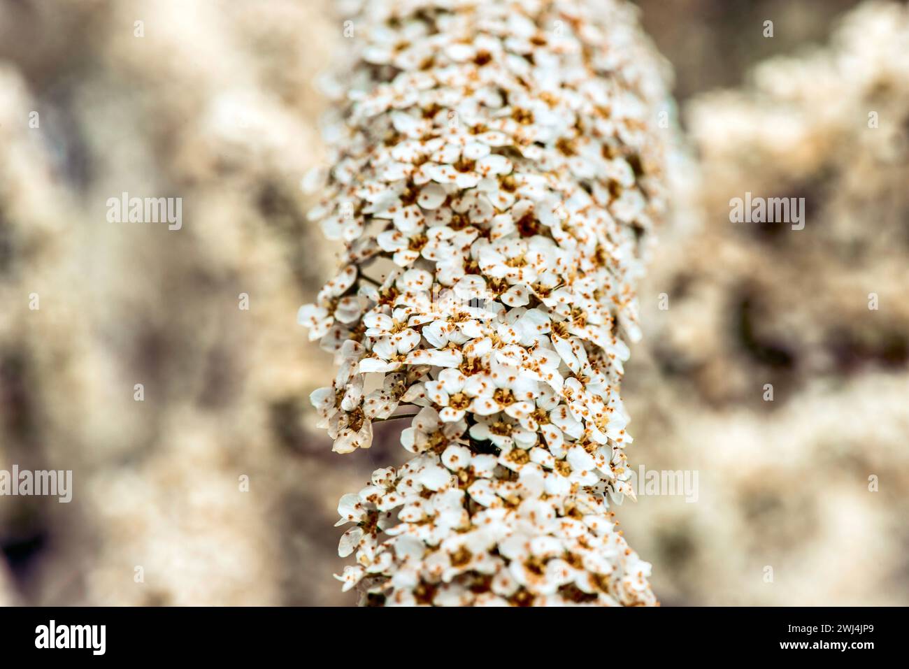 Weiße Blüten der Vanguta-Spirea, Nahaufnahme, geringe Schärfentiefe. Stockfoto