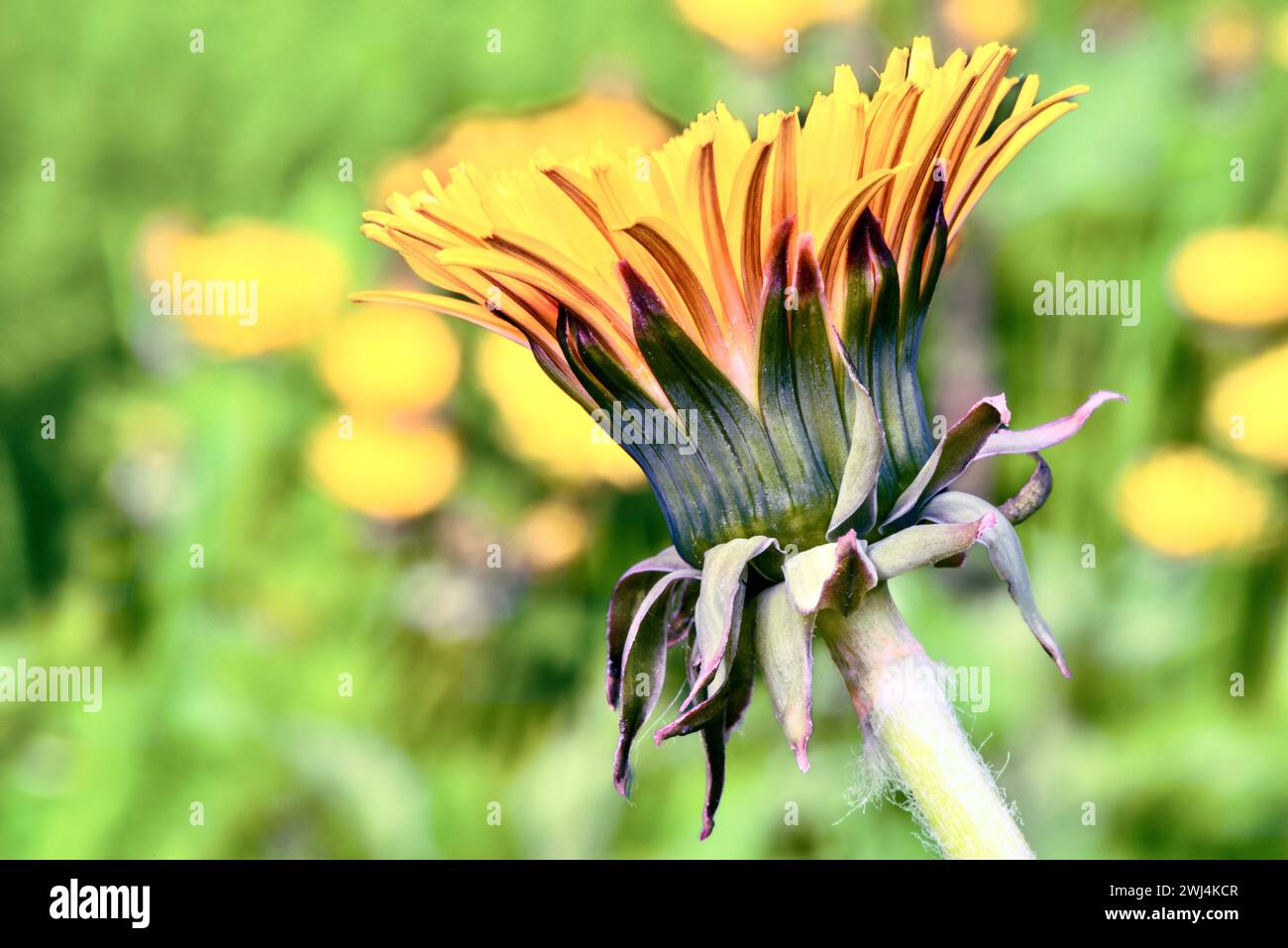 Gelbe Löwenzahnblüten im Garten. Selektiver Fokus. Stockfoto