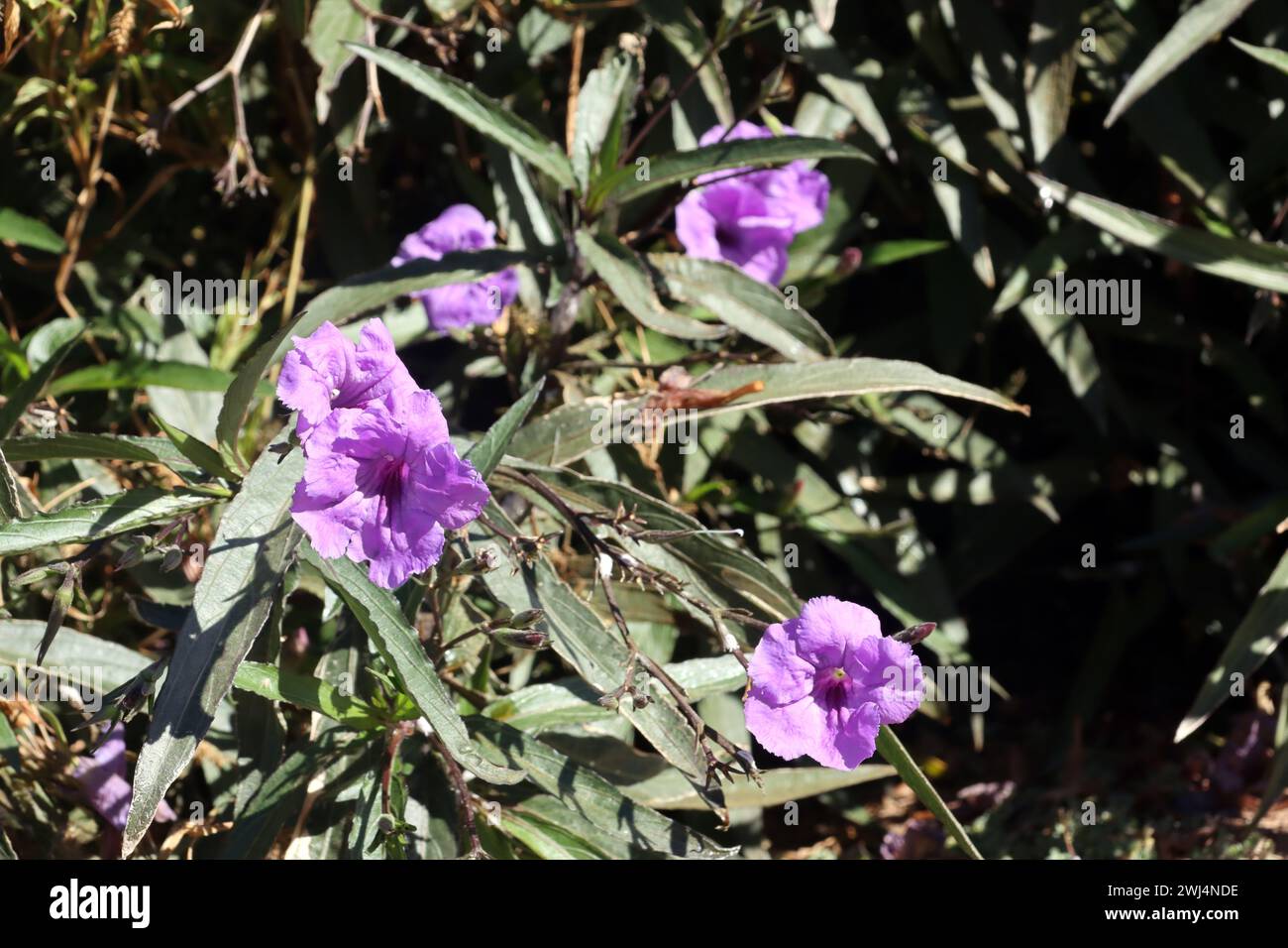 Mexikanische Petunie (Ruellia brittoniana) Stockfoto