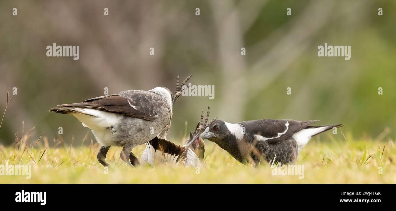 Australische Elster (Gymnorhina tibicen) diese jungen Vögel spielen auf dem Boden unter sich selbst, ausgewähltes Fokusbild. Stockfoto